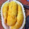Bibit Buah Durian Montong - Gambar 5